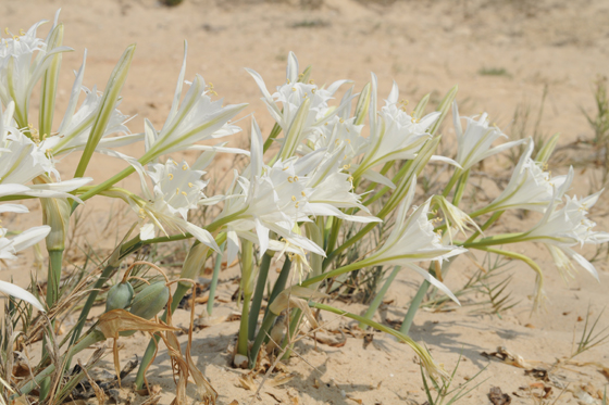 התאמת צמחים לסביבת יובש קבוצה ג’ by lielremnick - Ourboox.com