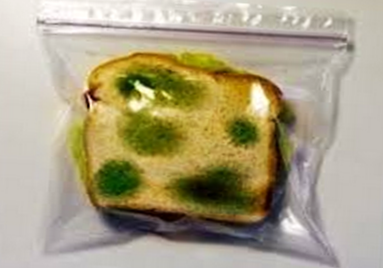 תהליך החקר השלם -יעל שי-לי אלמוג בן אדיבה ויונתן ☺ by shaylee - Ourboox.com