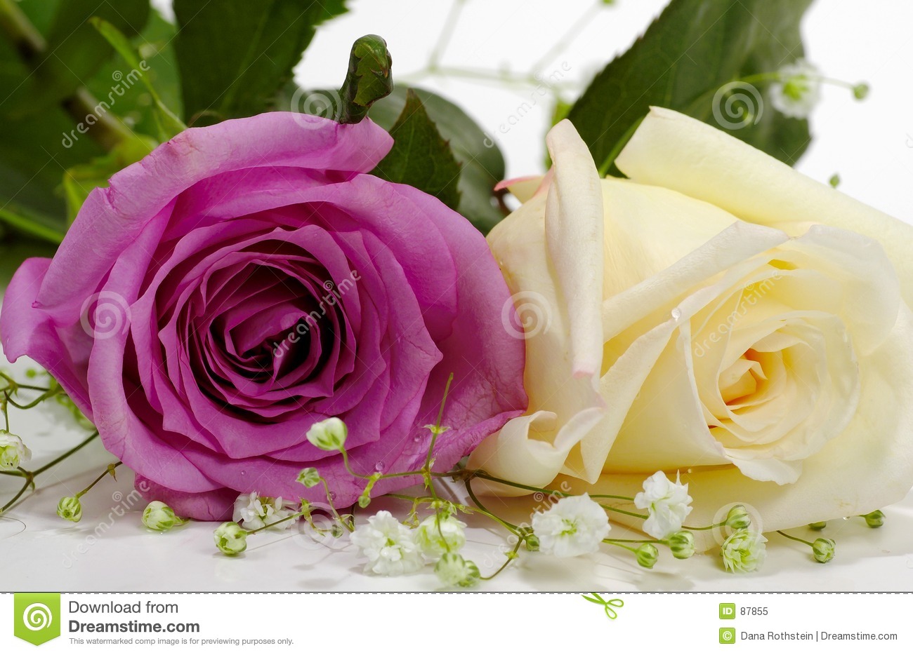 roses by haviva - Ourboox.com