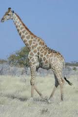 ג’ירפה by anat gur - Ourboox.com