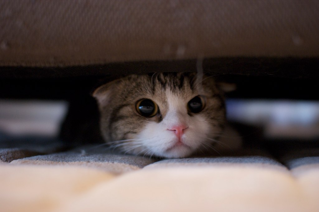 The Nyan Cat by alice - Illustrated by Alice Matiushkina - Ourboox.com