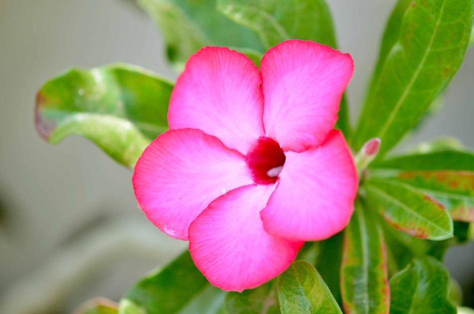 התפילות שלי מאי סאעת by may saat - Illustrated by מאי סאעת - Ourboox.com