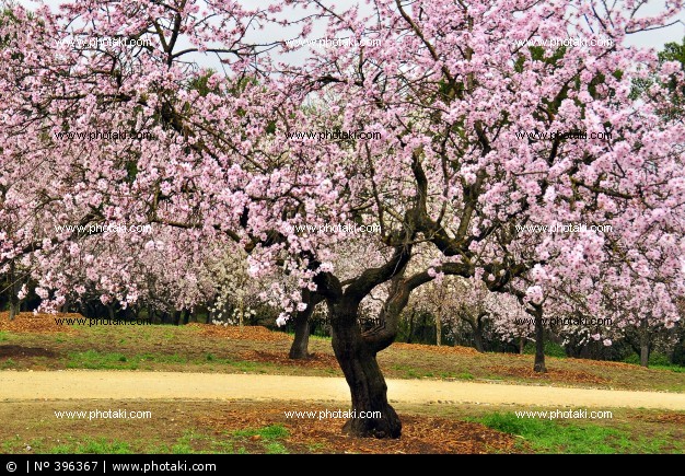 להיות סמחים by fortuna - Illustrated by פורטונה - Ourboox.com