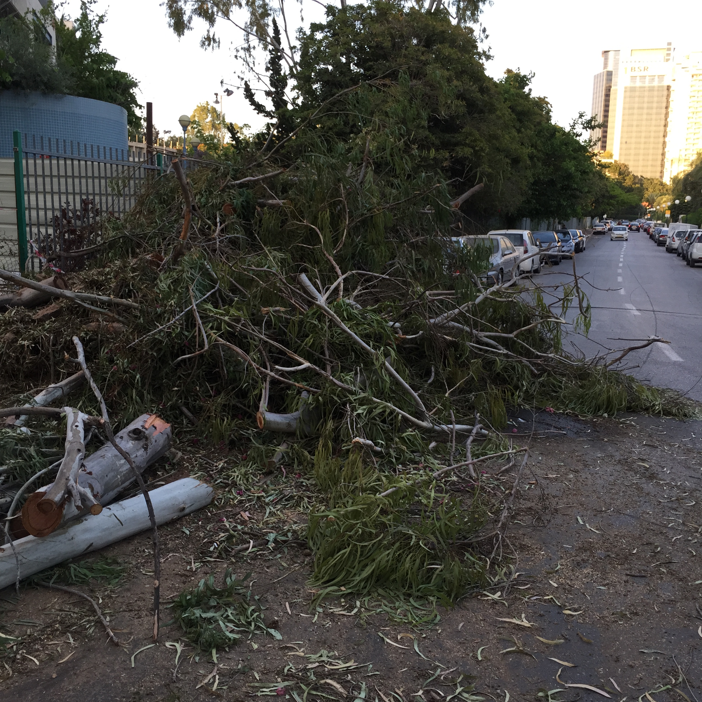 Goodbye, Eucalyptus by Mel Rosenberg - מל רוזנברג - Ourboox.com