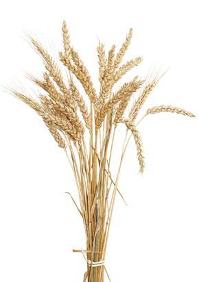 יומן מסע-איכר by ofek - Illustrated by אופק בן שמואל - Ourboox.com