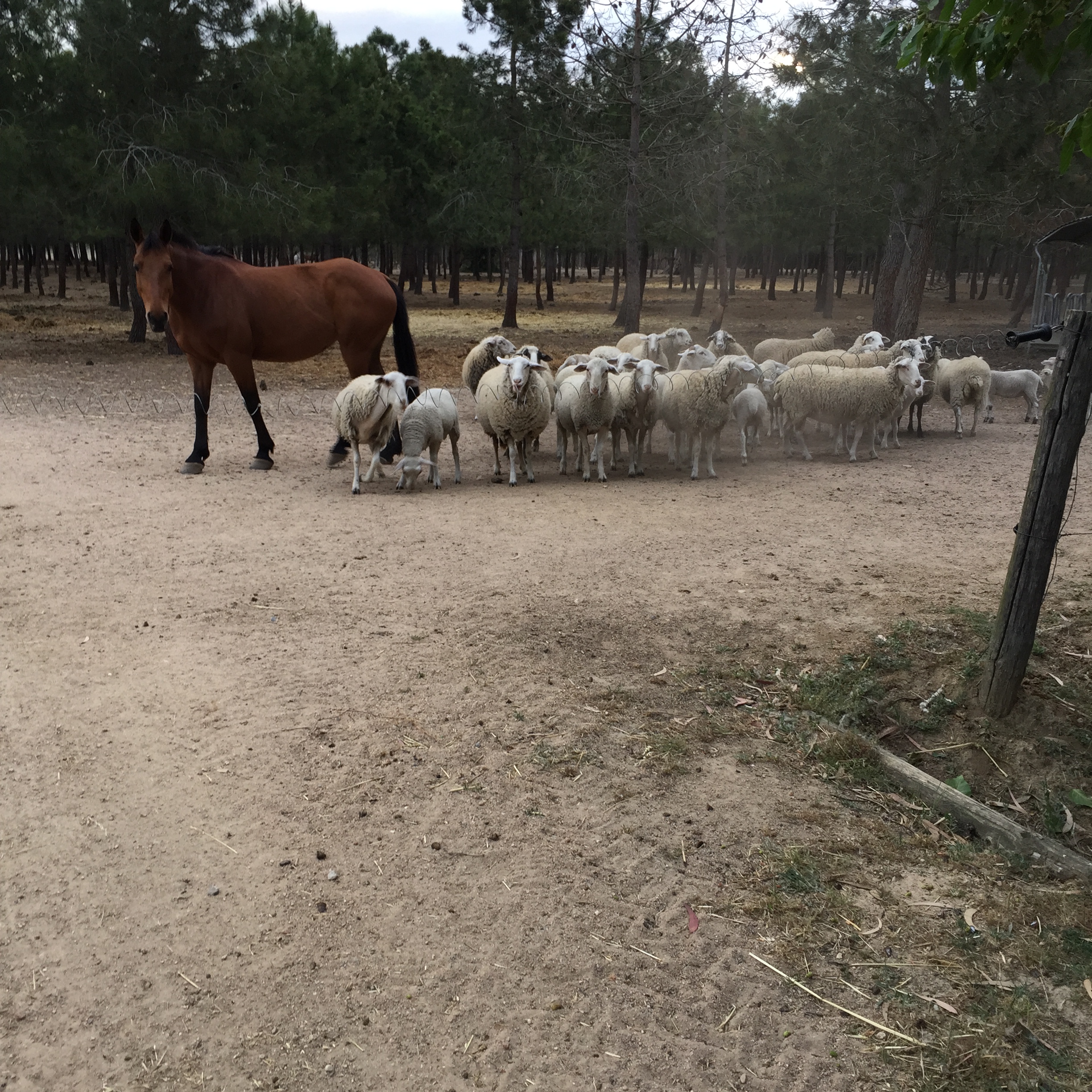 Kinnernet Barcelona-Catalonia 2015 by Mel Rosenberg - מל רוזנברג - Ourboox.com