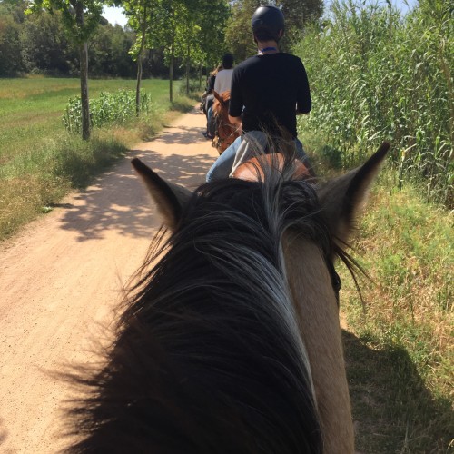 My Horse by Mel Rosenberg - מל רוזנברג - Ourboox.com