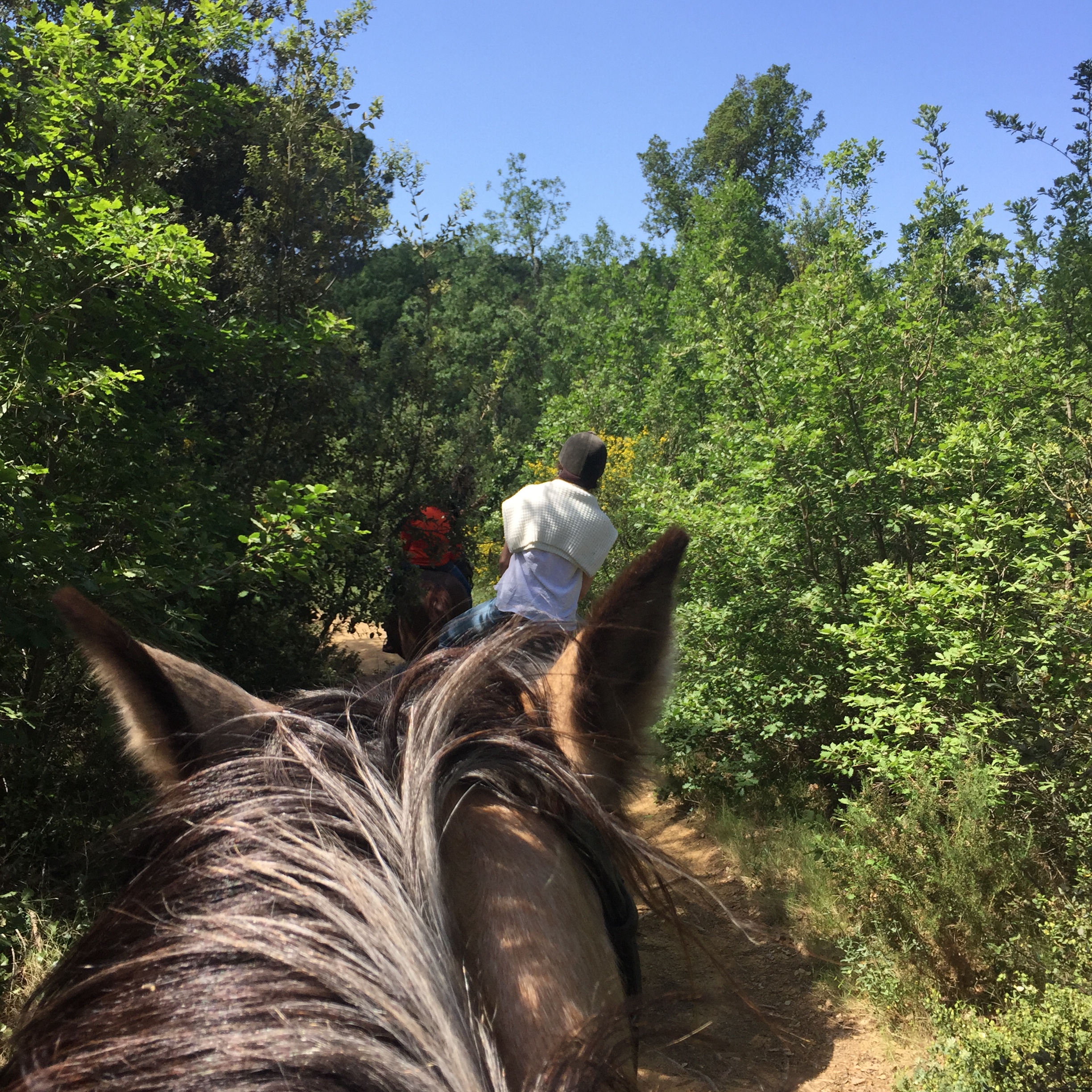 My Horse by Mel Rosenberg - מל רוזנברג - Ourboox.com