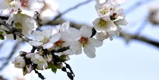 להיות סמחים by fortuna - Illustrated by פורטונה - Ourboox.com