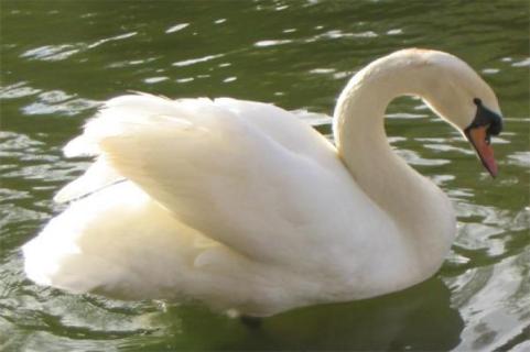 ספר חיות א’ ב’ by lital - Ourboox.com