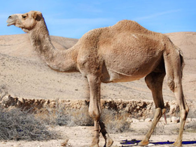 ספר חיות א’ ב’ by lital - Ourboox.com