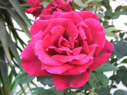 פרחים by rotem tzvi - Ourboox.com