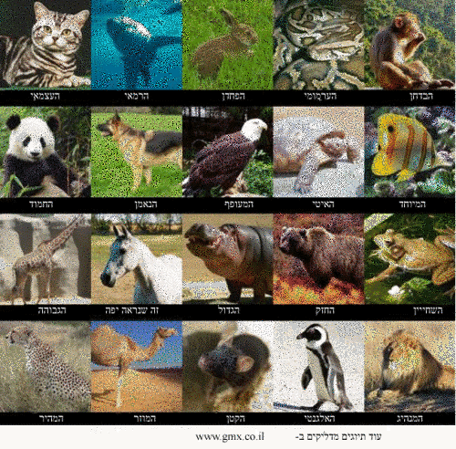 מידע על בעלי חיים by tehila - Ourboox.com