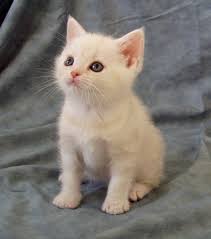 מידע על בעלי חיים by tehila - Ourboox.com