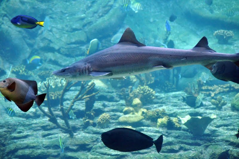 דג כספיון by adianaki - Illustrated by עדי - Ourboox.com