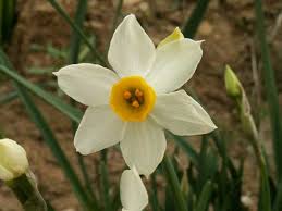 פרחים by rotem tzvi - Ourboox.com