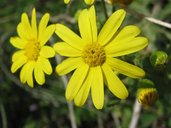 פרחים by rotem tzvi - Ourboox.com