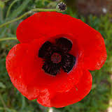 פרחים by rotem tzvi - Ourboox.com