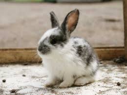 מידע על בעלי חיים by tehila - Ourboox.com