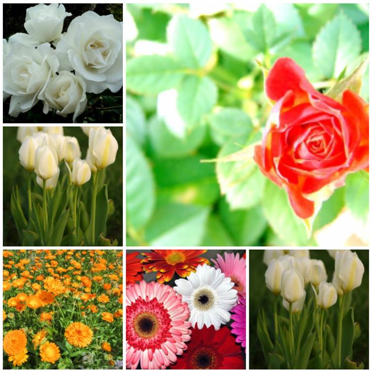 פיקסלר של אור חנה כיתה ז by Lehava Or Yehuda - Illustrated by להב"ה אור יהודה - Ourboox.com