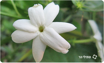 פרחים by rotem tzvi - Ourboox.com