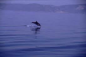 דג כספיון by adianaki - Illustrated by עדי - Ourboox.com