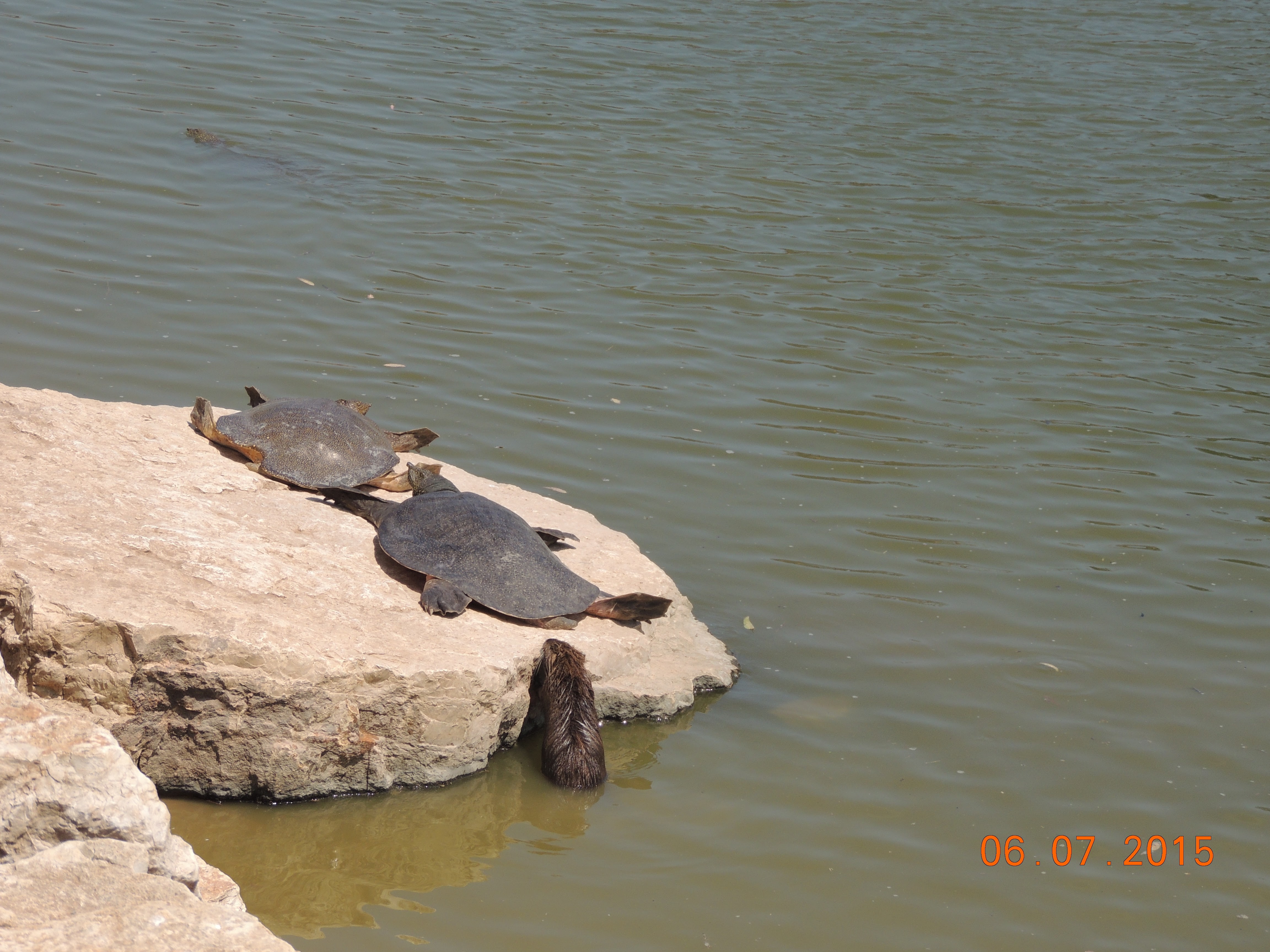 shay daily summer vecation by shay daily - Illustrated by shay daily - Ourboox.com