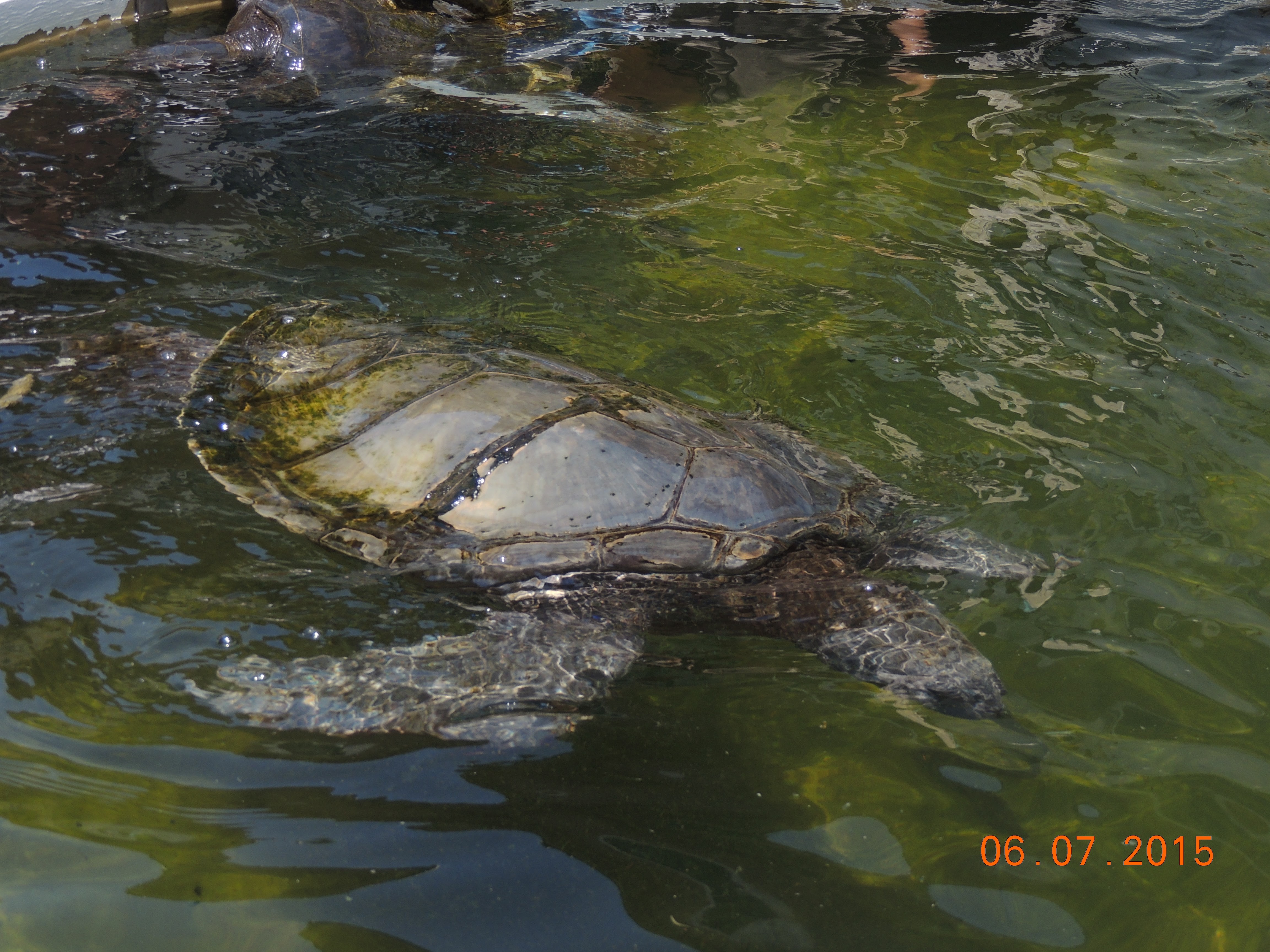 shay daily summer vecation by shay daily - Illustrated by shay daily - Ourboox.com