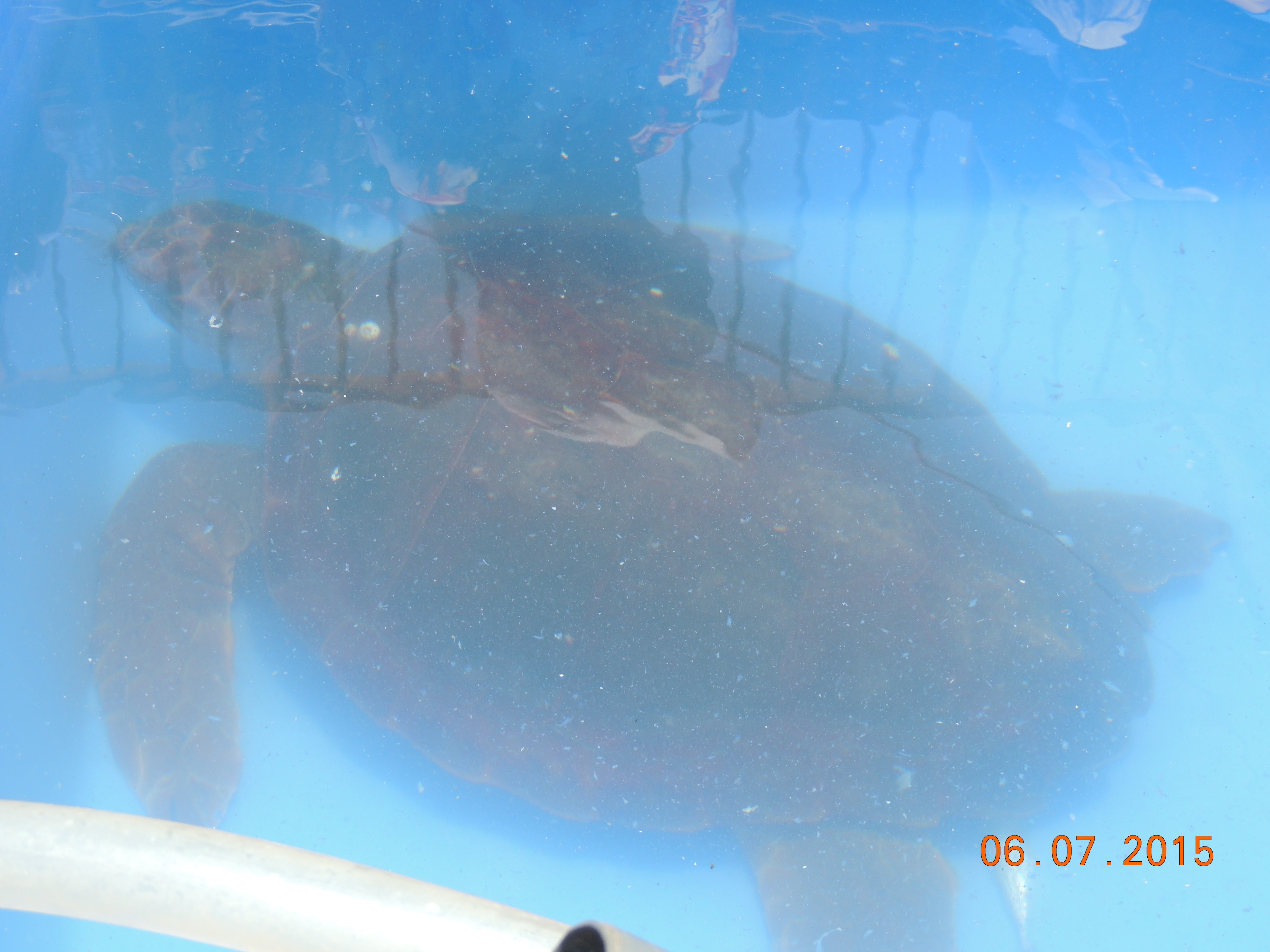 shay daily summer vecation by shay daily - Illustrated by shay daily - Ourboox.com