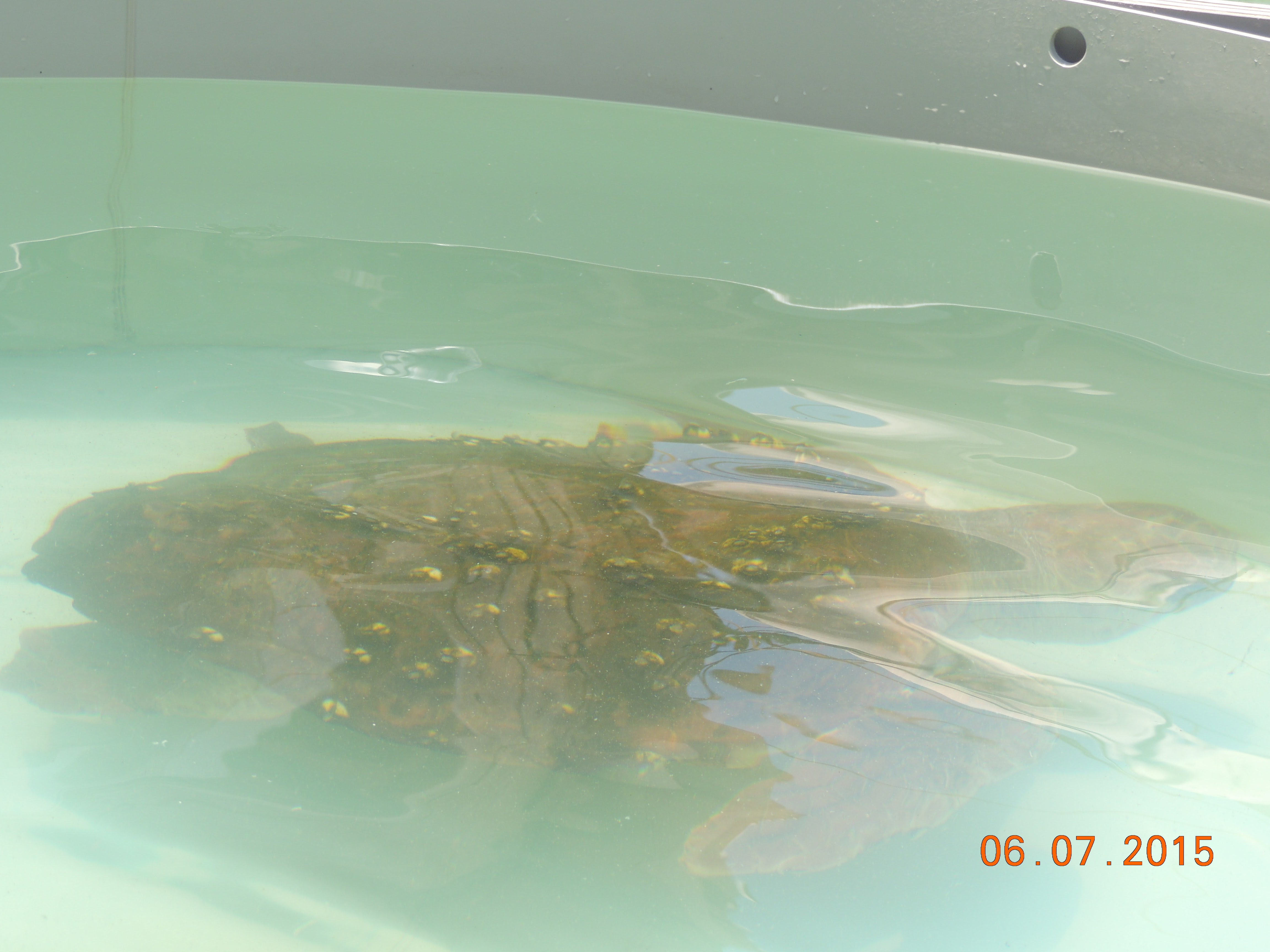 קיטנה אריקה by ari - Ourboox.com