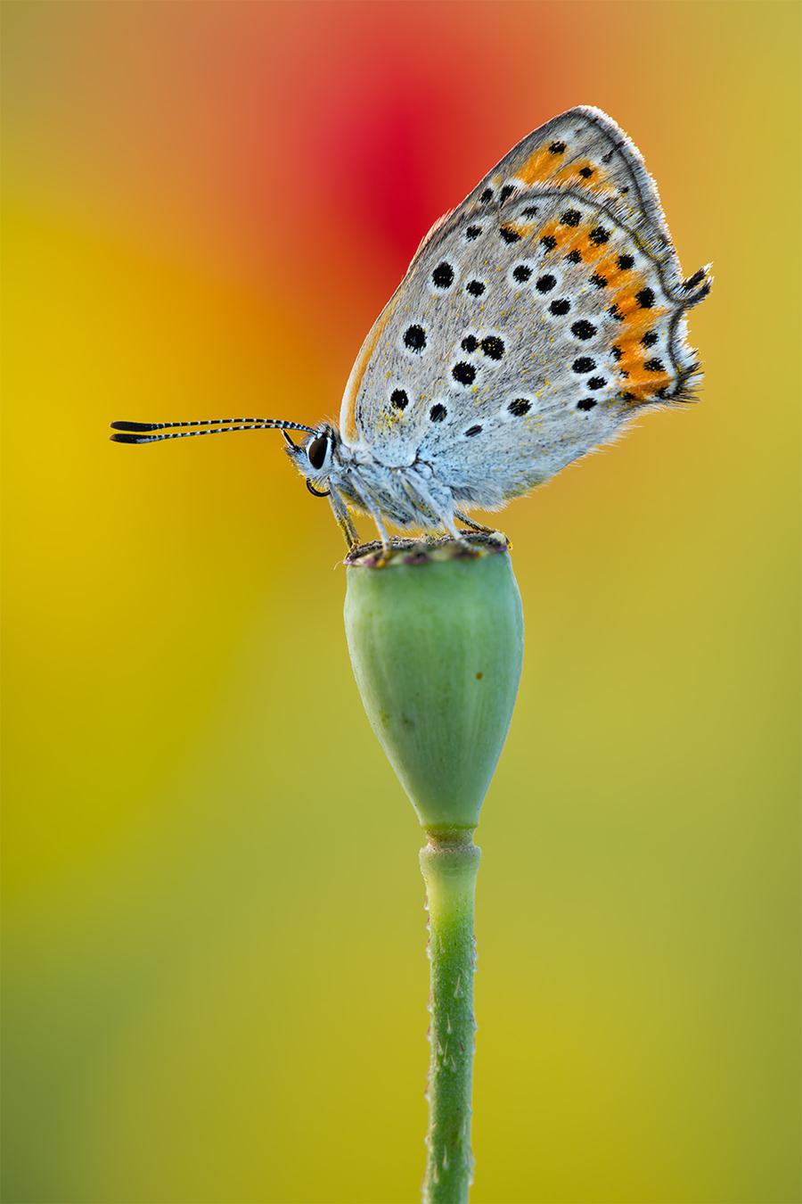שלושה פרפרים by hadar - Illustrated by הדר עמוס - Ourboox.com