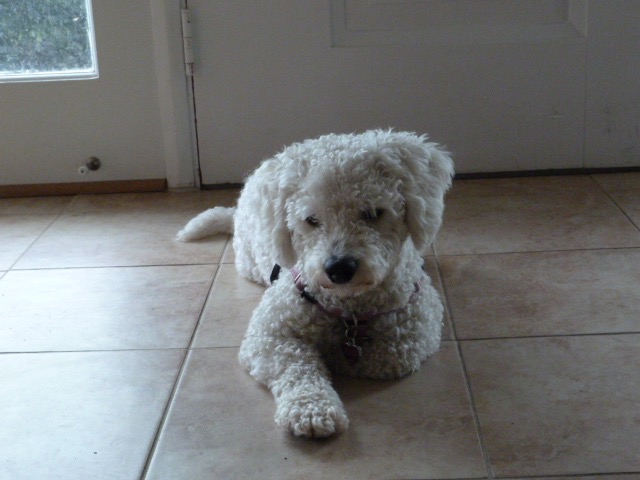 My Book About Me by Mr. Fogel-Bublick by Larry Fogel - Ourboox.com