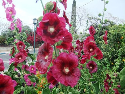 משדר סינכרוני עם הסופרת רונית מטלון by sifrut - Illustrated by ניסיון... - Ourboox.com