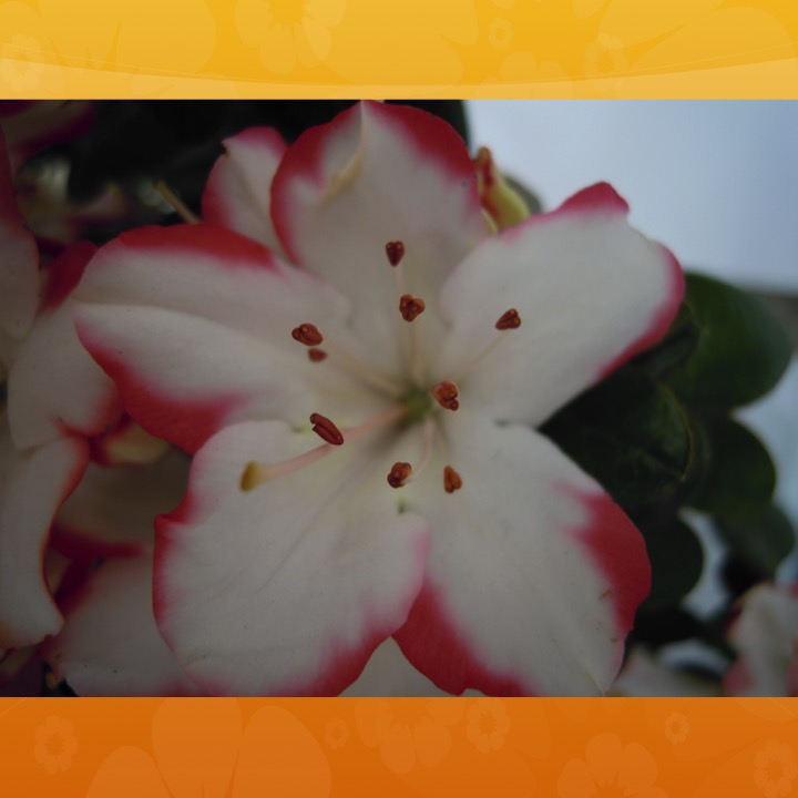 More Meaning of Red by Stephen Pohlmann - Illustrated by Stephen Pohlmann - Ourboox.com