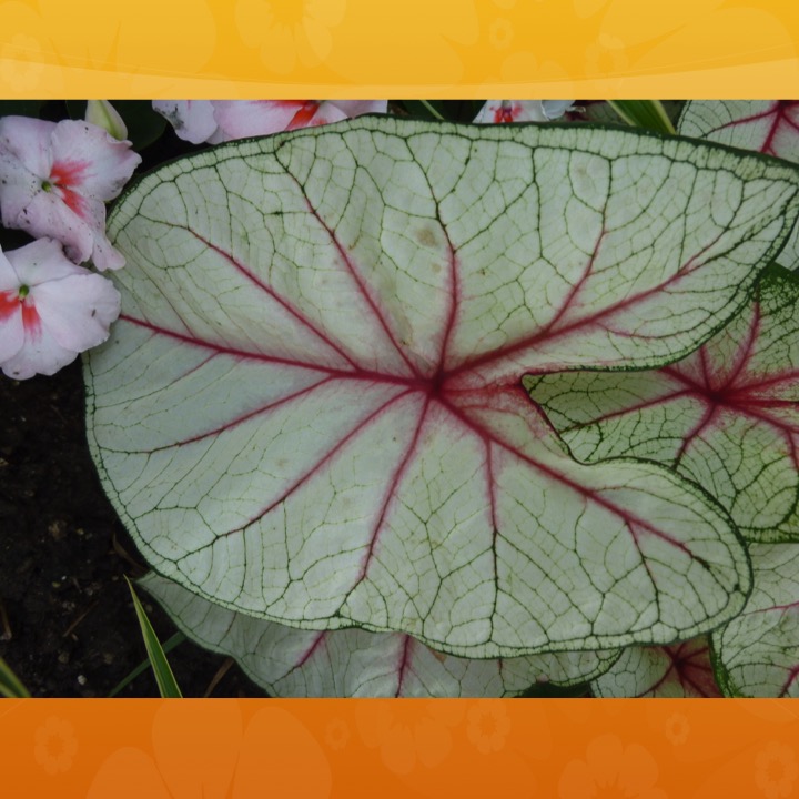 More Meaning of Red by Stephen Pohlmann - Illustrated by Stephen Pohlmann - Ourboox.com