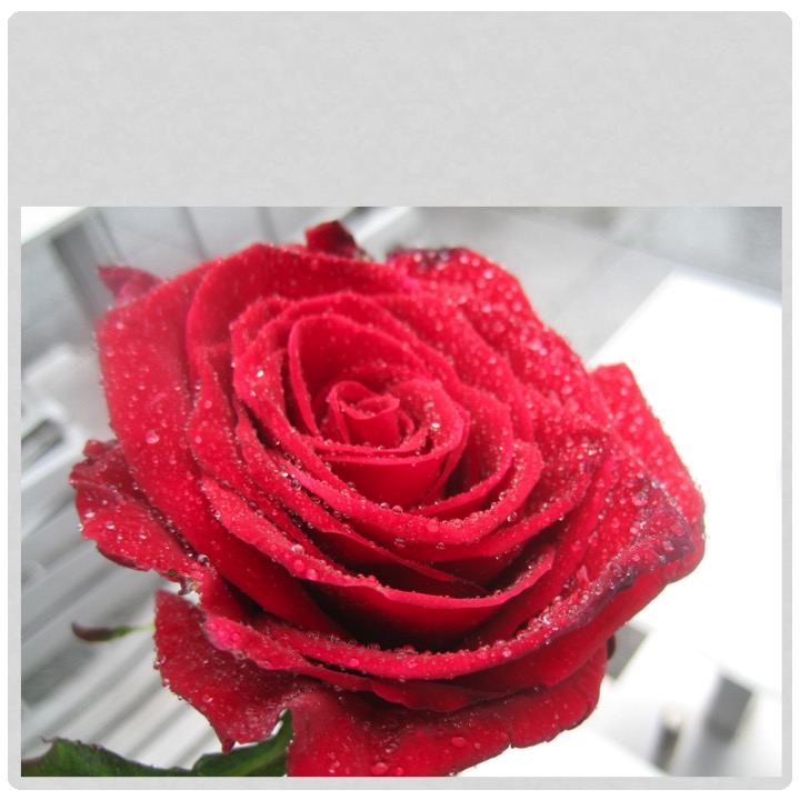 More Meaning of Red by Stephen Pohlmann - Illustrated by Stephen Pohlmann - Ourboox.com