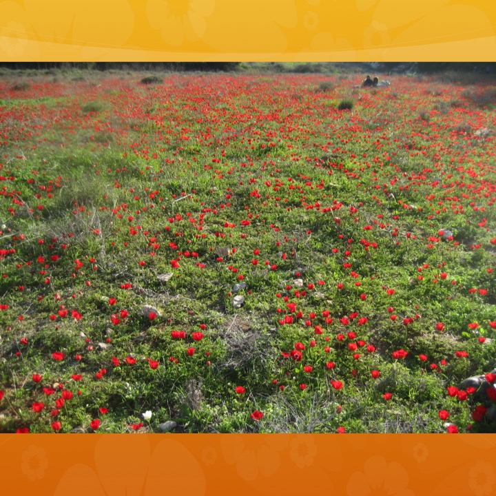 More Meaning of Red by Stephen Pohlmann - Illustrated by Stephen Pohlmann - Ourboox.com