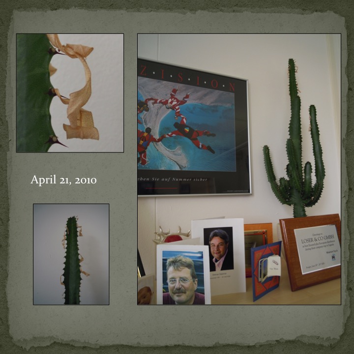 Cactus Man by Stephen Pohlmann - Ourboox.com