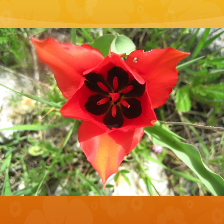 More Meaning of Red by Stephen Pohlmann - Illustrated by Stephen Pohlmann - Ourboox.com