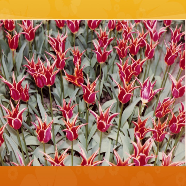 More Meaning of Red by Stephen Pohlmann - Illustrated by Stephen Pohlmann - Ourboox.com