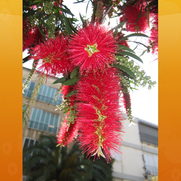 More Meaning of Red by Stephen Pohlmann - Illustrated by Stephen Pohlmann - Ourboox.com