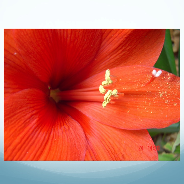 More Meaning of Red by Stephen Pohlmann - Illustrated by Stephen Pohlmann - Ourboox.com