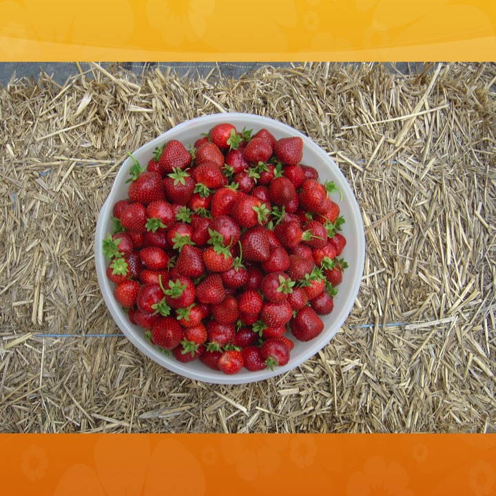 More Meaning of Red by Stephen Pohlmann - Illustrated by Stephen Pohlmann - Ourboox.com