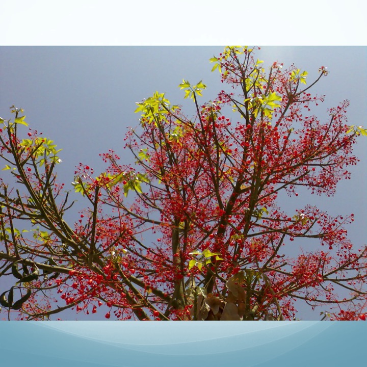 More Meaning of Red by Stephen Pohlmann - Illustrated by Stephen Pohlmann - Ourboox.com