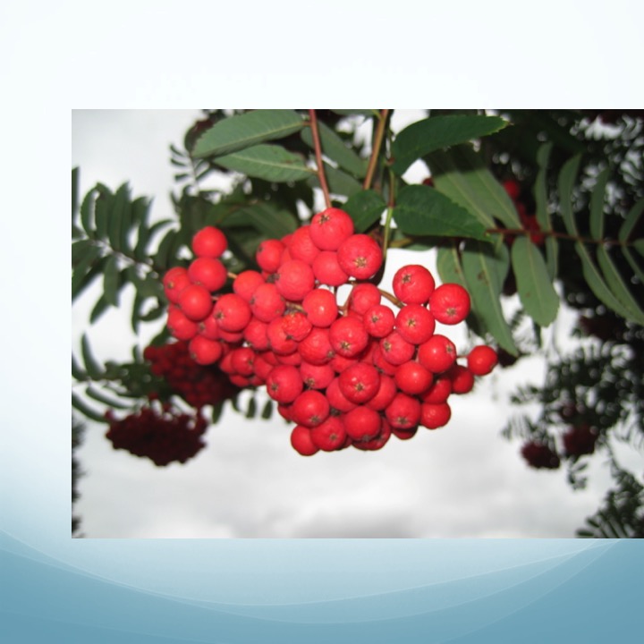 More Meaning of Red by Stephen Pohlmann - Illustrated by Stephen Pohlmann - Ourboox.com