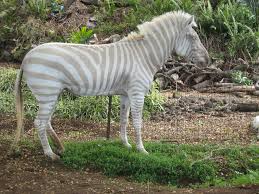 Mona the Zebra by Ann Onimus - Ourboox.com