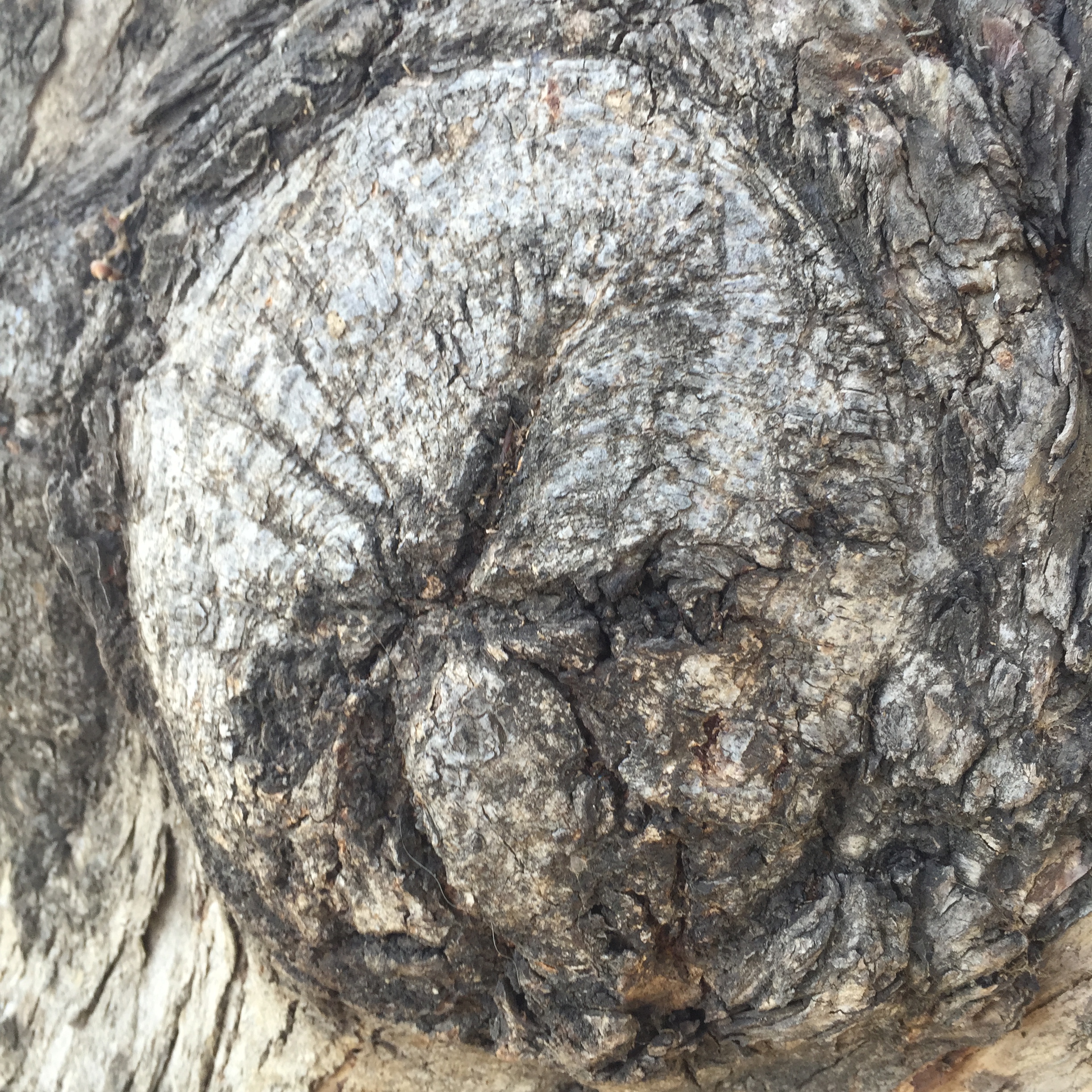 Making the Rounds by Mel Rosenberg - מל רוזנברג - Ourboox.com