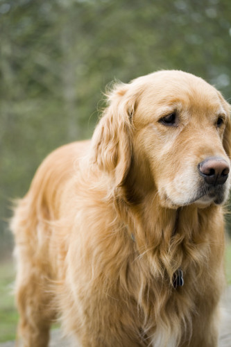 The worst vet visit by Justice Buonsate - Illustrated by Justice Buonsante  - Ourboox.com