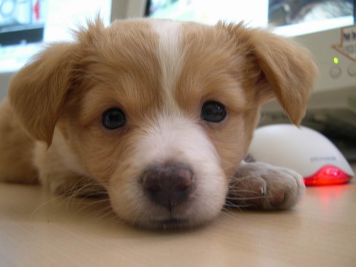 כלבים by orly - Ourboox.com