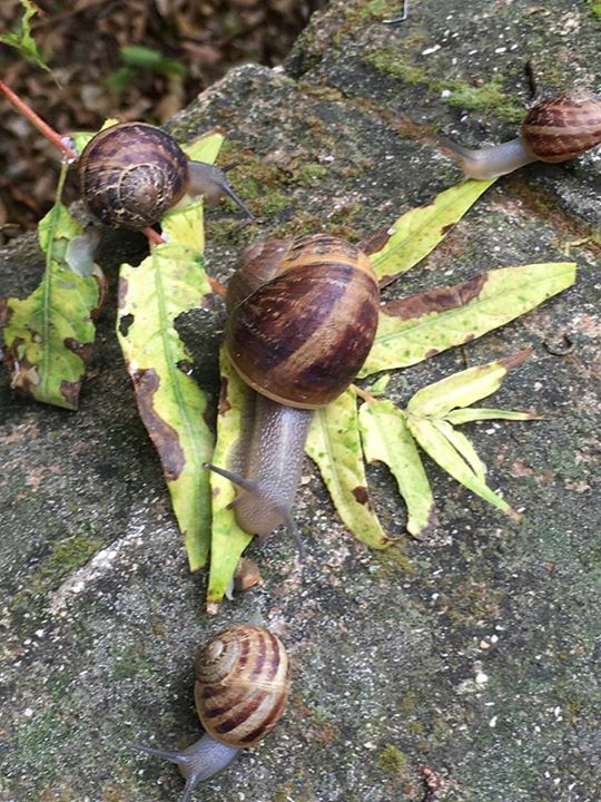 צפרות ברעות by reem - Illustrated by ילדי העשרה הם : ליאם ראם עומר רון שון ויצחק - Ourboox.com